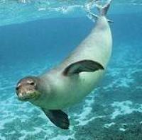 med monk seal